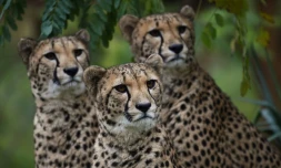 Les lions et guépards ont été reconduits sur la liste de l'UICN en 2014 comme "vulnérables"