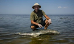 Le scientifique Ivan Roussev examine un dauphin mort sur une plage du parc national des Lagunes de Touzly, le 28 août 2022 en Ukraine