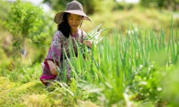 La youtubeuse Seen Aromi récolte des oignons verts prÚs de chez elle, dans la province de Gyeonggi-do, le 29 mai 2024 en Corée du Sud