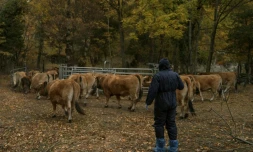 Un vétérinaire s'approche de vaches destinées à être euthanasiées, en raison du risque d'infection par la dermatose bovine, à Thuès-Entre-Valls (Pyrénées-Orientales), le 3 novembre 2025