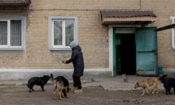 Raïssa nourrit des chiens errants affamés, le 13 mars 2025 à Bilytske, dans la région de Donetsk, en Ukraine