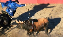Un cavalier plante une banderille terminée par un velcro sur le dos d'un taureau, lors d'une corrida portugaise sans effusion de sang, à Turlock, en Californie, le 10 juillet 2022