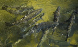 Des saumons Chinook remontent l'échelle à poissons de l'écloserie de la Feather River, attenante au barrage d'Oroville (Californie), le 27 mai 2021