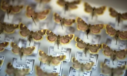 Des papillons collectés par des entomologistes amateurs, le 9 mai 2019 à Krefeld, en Allemagne