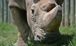 Sudan, célèbre rhinocéros blanc du Kenya et dernier mâle de son espèce, mort récemment, à Nanyuki au Kenya le 5 décembre 2016