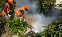 Opération de fumigation contre les moustiques du genre Aedes aegypti ou Aedes albopictus (moustique tigre), vecteur de propagation du virus Zika, le 23 janvier 2016 à Saint Domingue