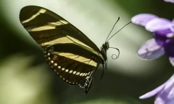 Un papillon dans le zoo de Santa Fe Ă Medellin, Colombie, le 21 mars 2018