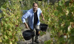 Le viticulteur japonais Hirotake Ooka dans ses vignes à Saint-Pérey prÚs de Valence, le 26 septembre 2016