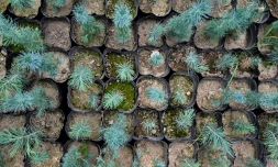 Des plants de cèdres photographiés le 11 mai 2026 dans le district de Paghman district, dans la province de Kaboul, Afghanistan