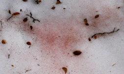 Algue d'altitude "sanguina" visible le 18 juin 2021 près de Villar d'Arêne, dans les Alpes