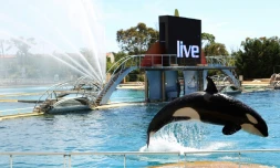 Une orque dans un des bassins du Marineland d'Antibes dans les Alpes-Maritimes, le 30 mai 2013