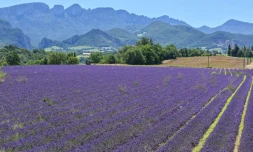 Un champ de lavande prĂšs de Chatuzange-le-Goubet, le 12 juillet 2019 dans le sud-est de la France