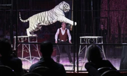 Le dompteur Oleg Balutel sous le chapiteau du cirque Medrano, à Lyon le 16 octobre 2016