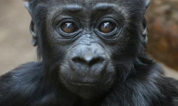 Un bébé gorille dénommé Jengo au zoo de Leipzig, dans l'est de l'Allemagne, le 8 mai 2014