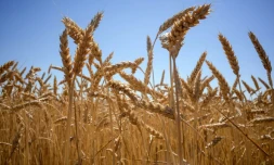 Les prix mondiaux des denrées alimentaires à leurs "plus hauts niveaux jamais enregistrés" à cause de la guerre en Ukraine qui bouleverse les marchés de céréales et des huiles végétales