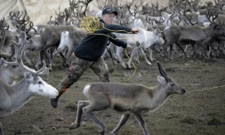 Ante Niillas Gaup, un éleveur Sami de 37 ans, parmi ses bêtes, à Reinfjord, en Norvège, le 15 septembre 2023