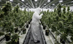 Un employé s'occupe de plants de cannabis à des fins médicales, le 5 décembre 2016 à Smiths Falls au Canada