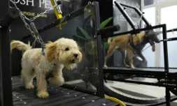 Face aux grosses chaleurs, les chiens ont leur salle de sport à Abou Dhabi