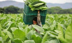 Un ouvrier agricole transporte une caisse de feuilles de tabac dans une plantation à Esteli, au Nicaragua, le 17 mai 2019
