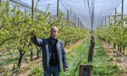 L'arboriculteur Daniel Betton inspecte ses abricotiers endommagés par le gel de la veille à Veaunes, prÚs de Valence, le 8 avril 2021