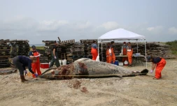 Sur cette photo prise par l'ONG Whale and Dolphin Conservation (WDC), une équipe de sauvetage procède à une nécropsie d'un petit rorqual, échoué sur la plage de Duxbury le 16 août 2024