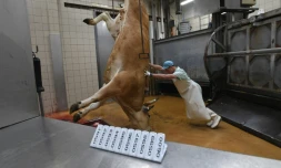 Un employé de l'abattoir de Surgères, le 20 juin 2016.