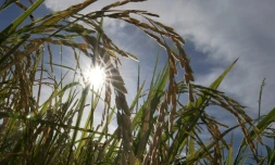 Climat: le mois dernier a été le mois de mai le plus chaud jamais enregistré
