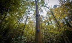 La France tient le rythme prĂ©vu pour dĂ©carboner son Ă©conomie, mais les forĂȘts et les sols de son territoire n'absorbent pas autant de CO2 que prĂ©vu