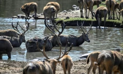 Des cerfs du Père David dans un parc animalier de la banlieue de Pékin, le 12 octobre 2021 en Chine
