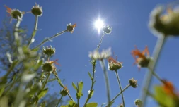 Il s'agit du quatorzième mois consécutif qu'un record mensuel de chaleur est battu sur la planète