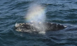 Une baleine le 2 octobre 2015 au large de Puerto Piramides en Argentine 