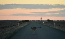 Un kangourou traverse la route, le 27 septembre 2018, près de Booligal en Australie asoiffée par la sécheress