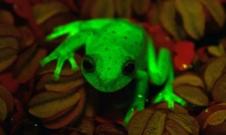 Photo fournie le 16 mars 2017 par les chercheurs du Musée argentin de sciences naturelles, Carlos Taboada and Julian Faivovich, montrant une espèce de grenouille verte fluorescente vivant dans les forêts d'Amérique du sud, premier cas de batraciens fluorescents au monde