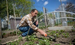 Omar Ouadi travaille dans son potager dans les jardins familiaux des Mureaux (Yvelines) le 27 avril 2020