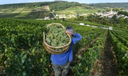 "L'exceptionnel est devenu la norme": une Ă©tude basĂ©e sur sept siĂšcles de vendanges en Bourgogne prouve que le dĂ©rĂšglement climatique a entraĂźnĂ© une "explosion" des annĂ©es "extrĂȘmes", de plus en plus prĂ©coces