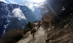 Des mules sur un sentier de l'Everest, le 24 mars 2020, au Népal