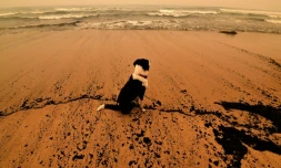 A torrid weekend of fires turned swathes of land in Australia into smouldering, blackened hellscapes