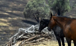 Des chevaux sur une ferme de Batlow dans le sud-est de l'Australie après un incendie dévastateur, le 8 janvier 2020