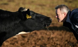 L'éleveur Adam Stanbury avec l'une de ses vaches dans son exploitation près de Barnstaple dans le sud-ouest de l'Angleterre, le 16 janvier 2025
