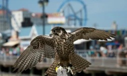 Blackberry, l'un des rapaces d'Ocean City, le 20 août 2019 dans le New Jersey