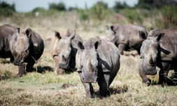 Des rhinocéros blancs sauvages dans la province Nord-Ouest de l'Afrique du Sud, le 2 avril 2023