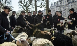 Des éleveurs lors d'une transhumance organisée en plein Paris, le 23 février 2018, à la veille de l'ouvertrure du salon de l'agriculture 