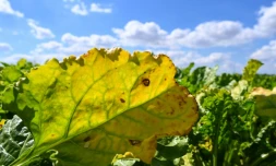 Une feuille de betterave infectée par le virus de la jaunisse de la betterave à Oye-Plage, dans le Pas-de-Calais, le 4 août 2020