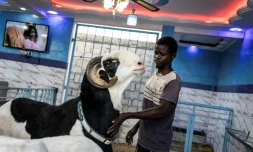 Un berger caresse au bélier Ladoum, réputé valoir plus de 50.000 euros, à Dakar, le 15 juillet 2021.