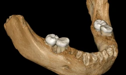 Photo fournie le 1er mai 2019 par l'Institut Max-Planck d'anthropologie évolutionniste montrant la reconstruction virtuelle d'une mandibule trouvée dans la grotte de Baishiya, à Xiahe, dans la province chinoise du Gansu