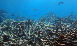 Les coraux de la Grande barrière d'Australie continuent de mourir