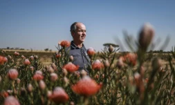L'agriculteur Nico Thuynsma et l'une des variétés de protéas poussant dans sa ferme de Cullinan, à l'est de Pretoria, le 3 juin 2025 en Afrique du Sud