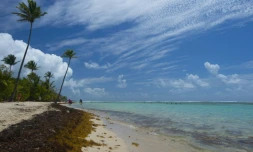 Des algues sargasses sur la plage de Sainte Anne en Guadeloupe le 23 avril 2018 