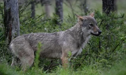 Le nombre de loups est resté relativement stable en France en 2025, avec une population estimée à 1.082, soit 69 de plus en un an