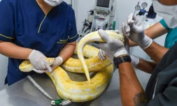 Des vétérinaires procÚdent à un prélÚvement sur un boa au zoo de Santa Fe à Medellin, le 19 juillet 2019 en Colombie